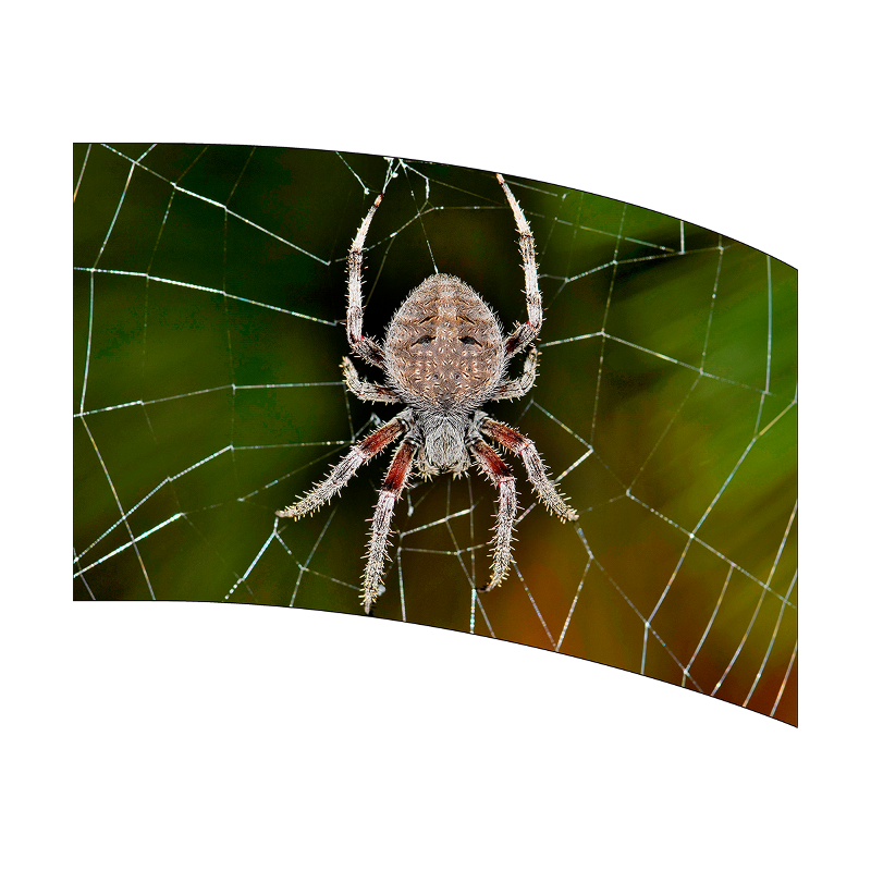 Spider on a web with a green and brown gradient background