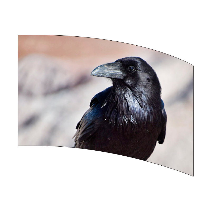 Black crow with a blurred natural background