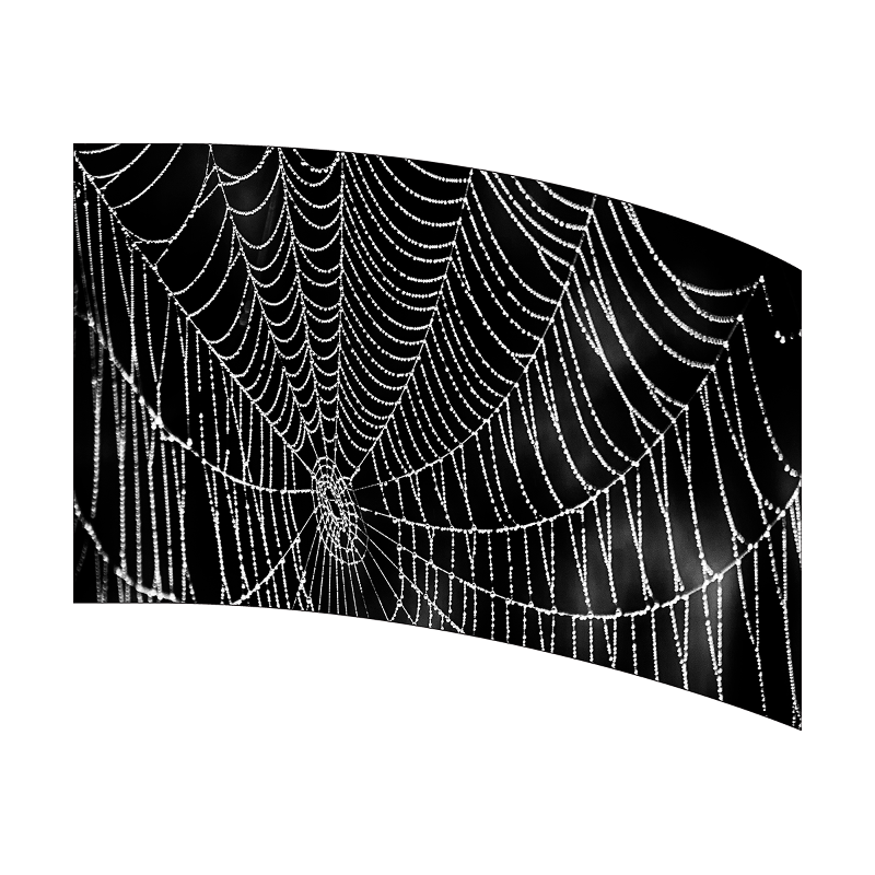 Curved screen displaying a spider web with dew drops on a black background
