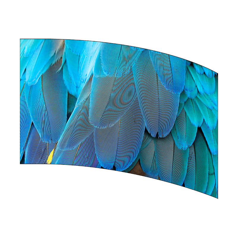 Close-up of blue parrot feathers on a white background