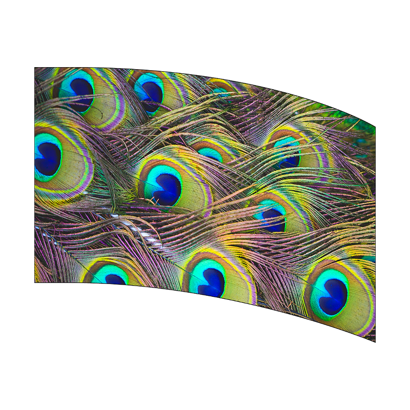 Peacock feather pattern on a white background